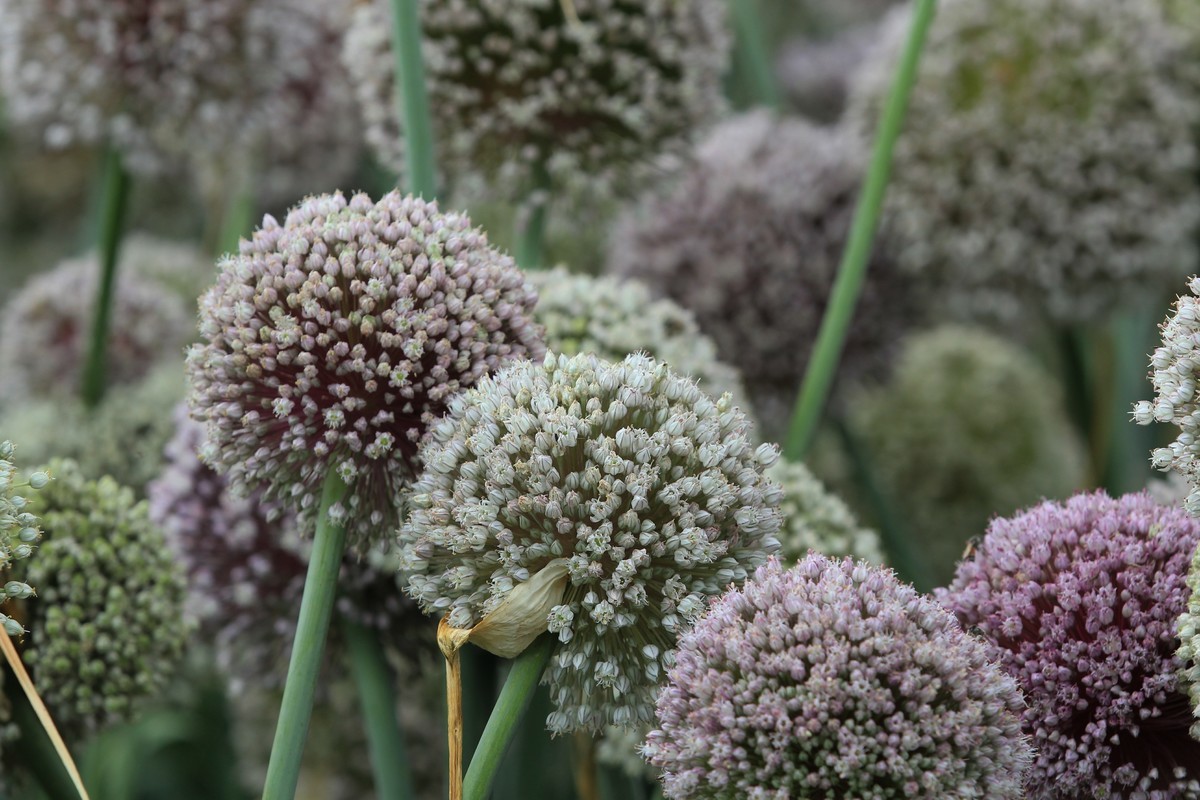 拍摄花卉一（632）