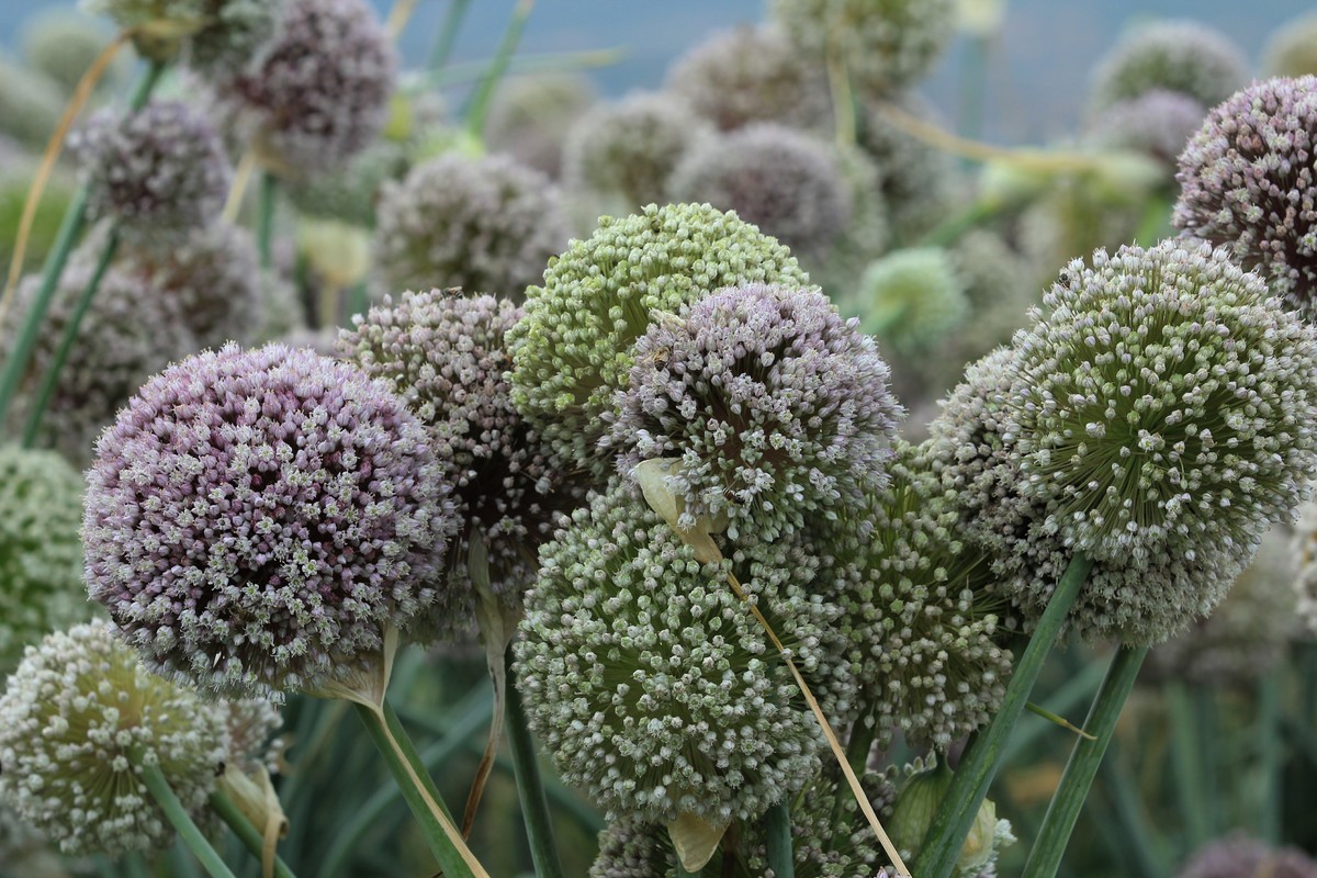 拍摄花卉一（632）