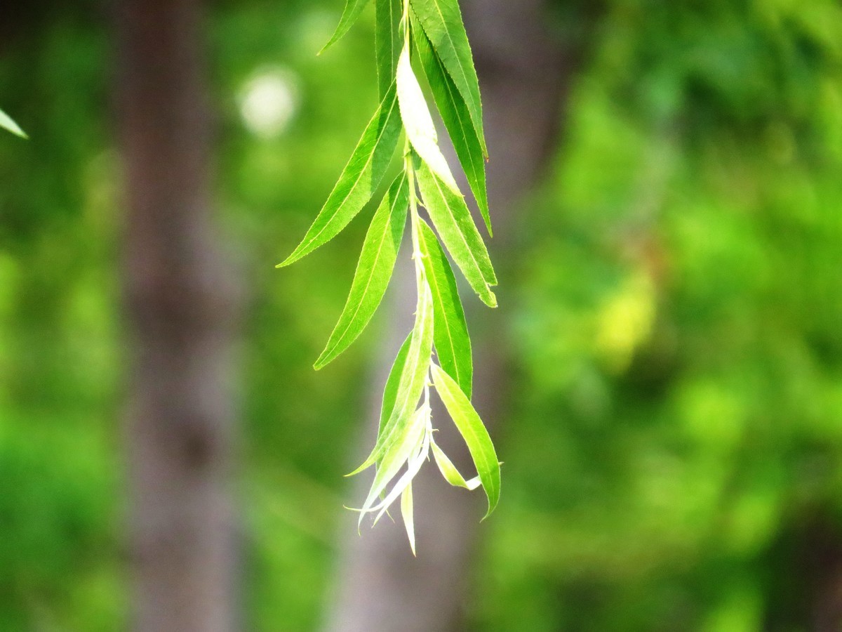 寻找心中的夏日美