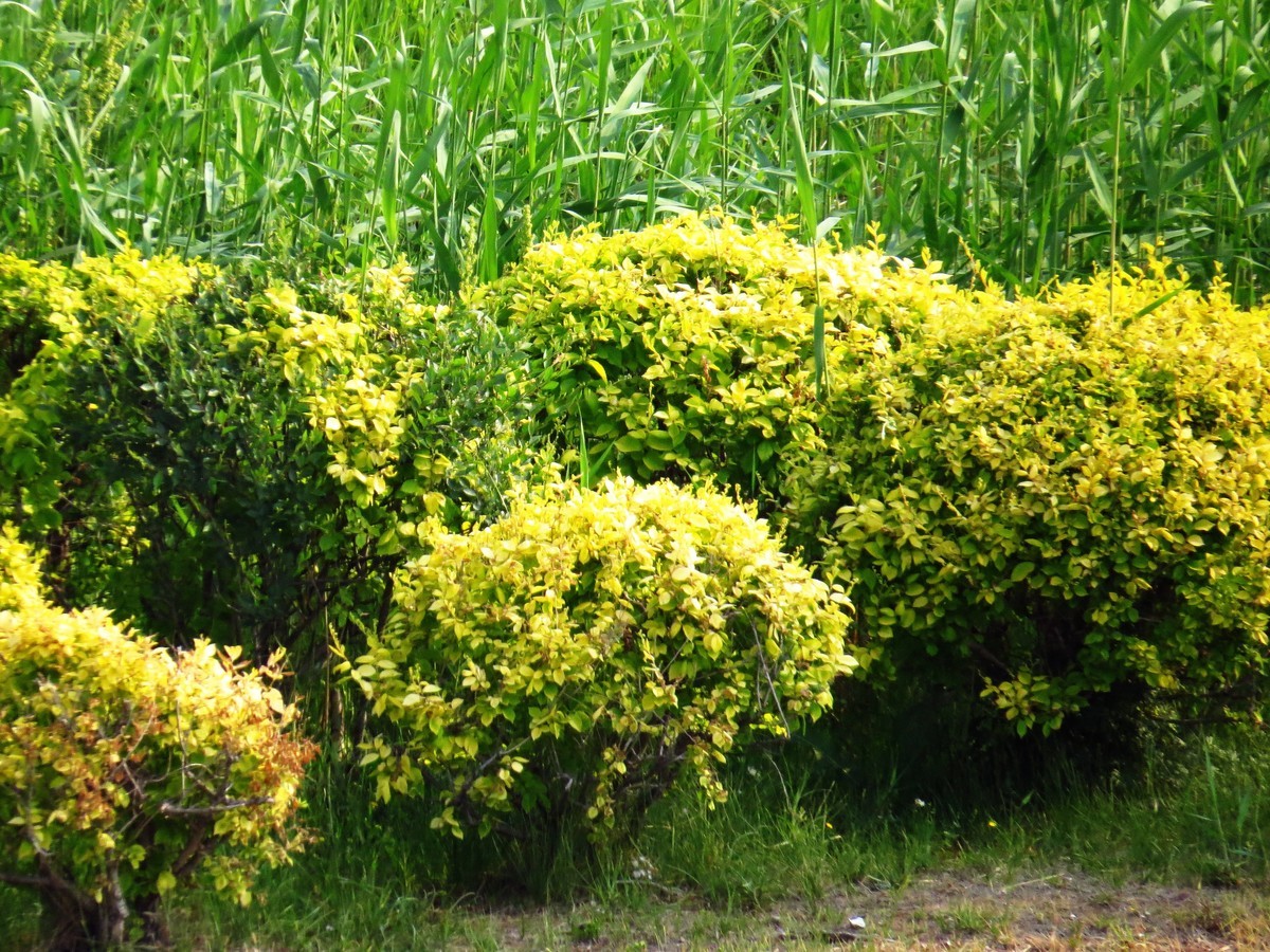 寻找心中的夏日美