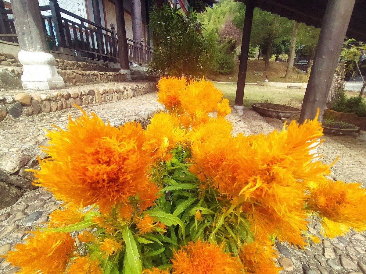 漫步星城 走街串巷（328）义工是菩萨行者