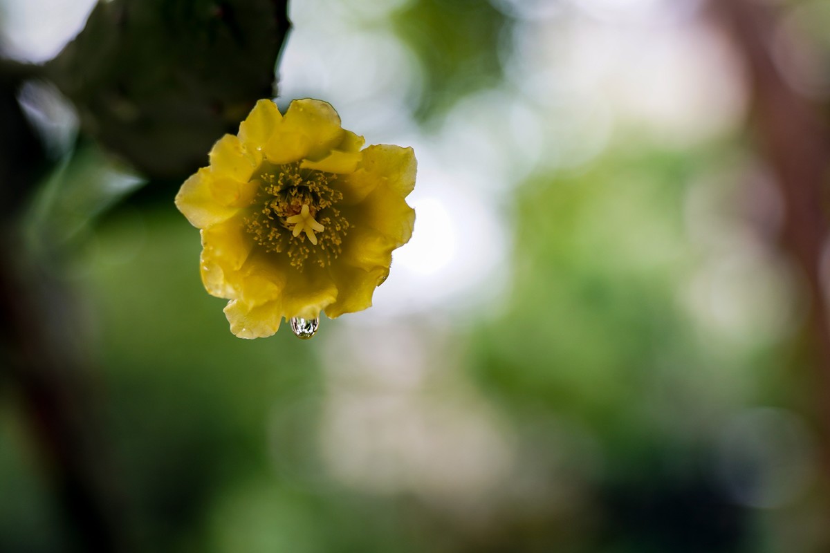 仙人掌不只有刺