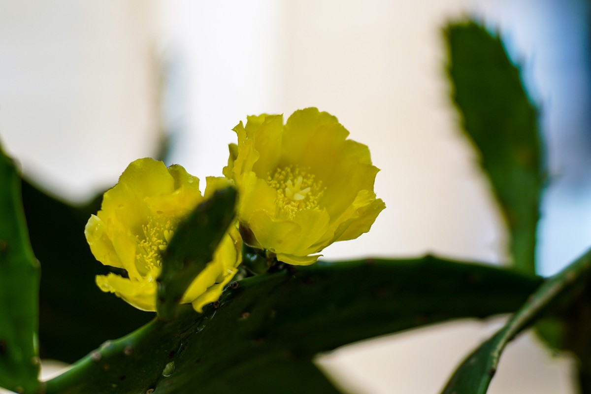 仙人掌不只有刺