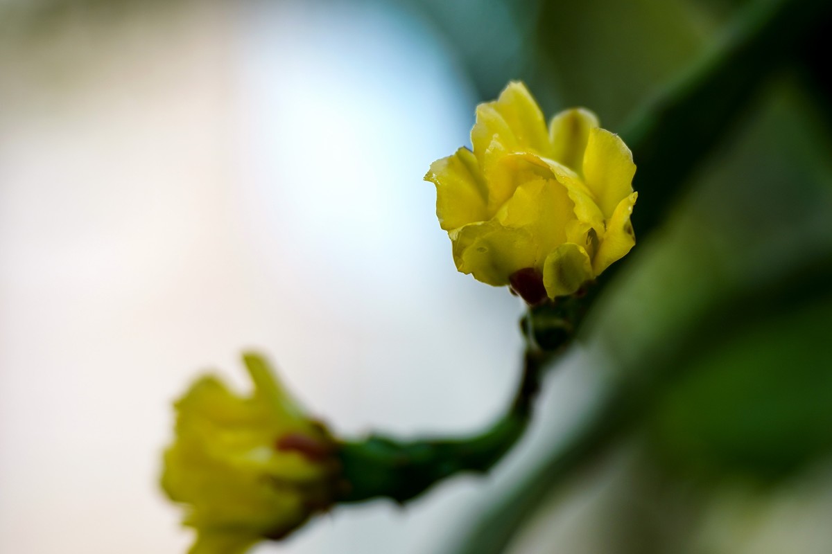 仙人掌不只有刺