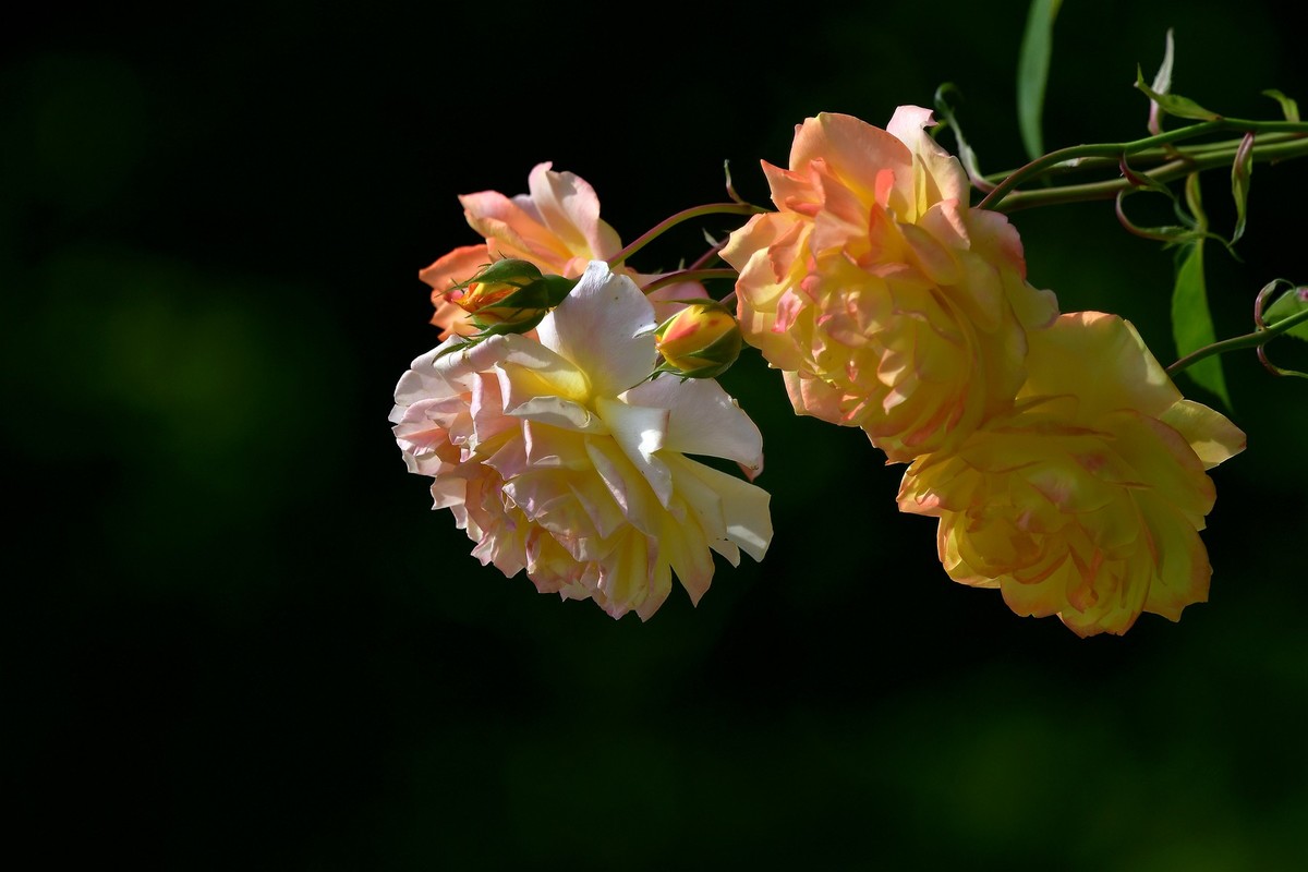 月季花