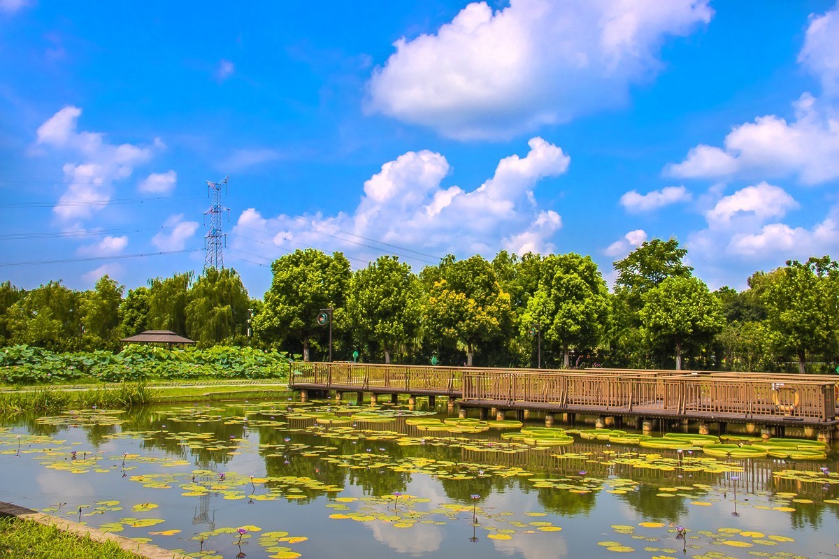 2023-08-26南京西埂莲乡（十三）