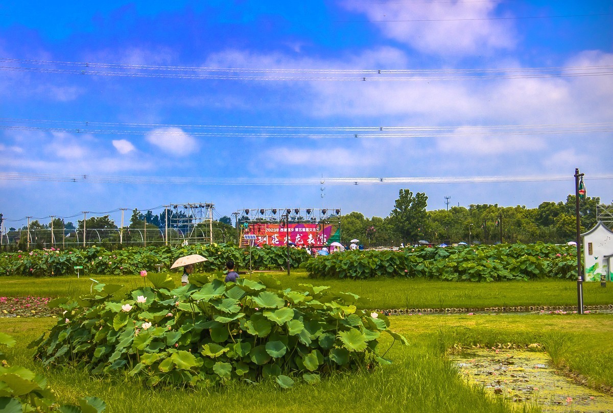 2023-08-26南京西埂莲乡（十三）