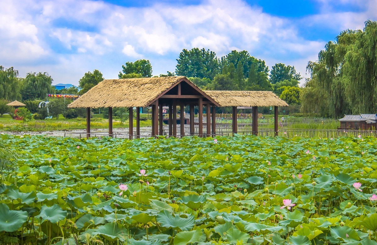 2023-08-26南京西埂莲乡（十三）