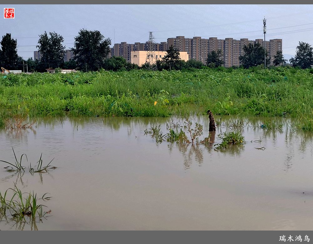 【沙河轶事】貌似沙河   在水一方