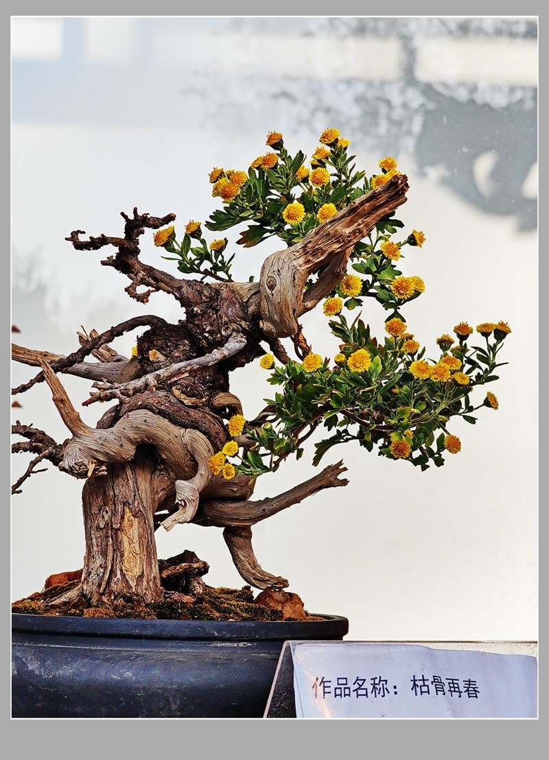 北海菊花展中的精美插花艺术(1)