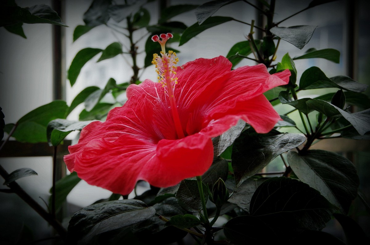 扶桑花