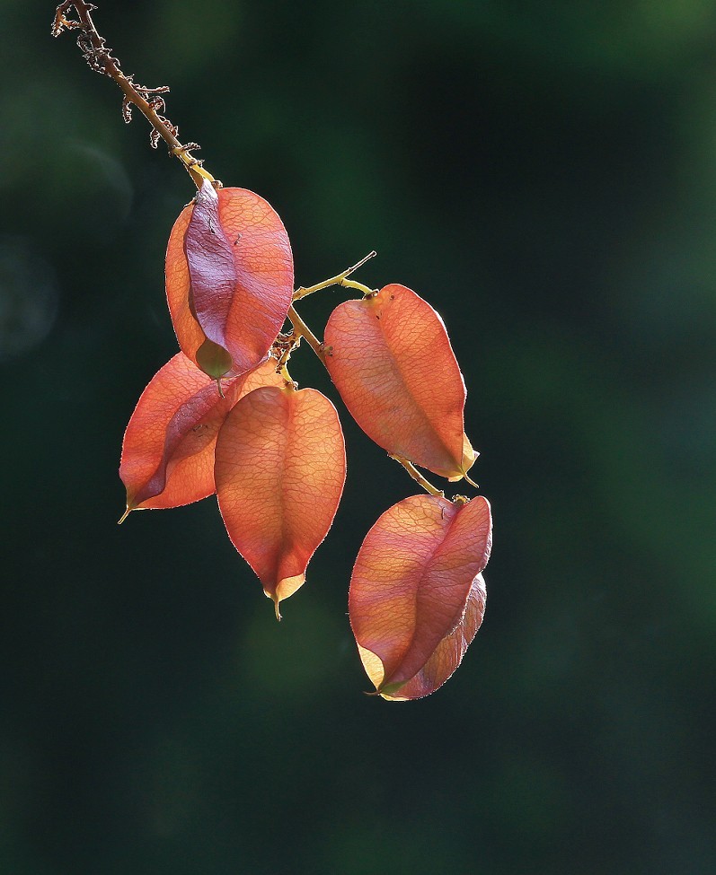 重阳节一贴《溜圈随拍抓拍风景，花草和妹子》祝大家节日快乐！