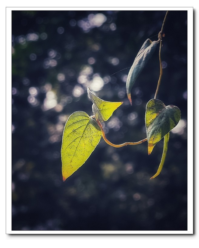 重阳节一贴《溜圈随拍抓拍风景，花草和妹子》祝大家节日快乐！