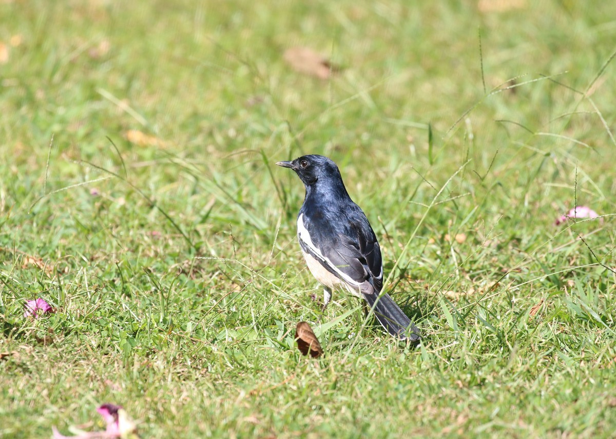 1103草坪上的小鸟