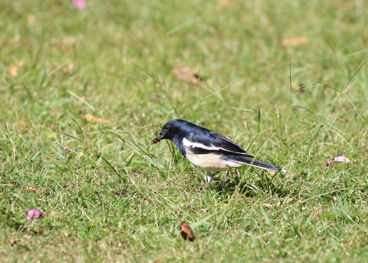 1103草坪上的小鸟