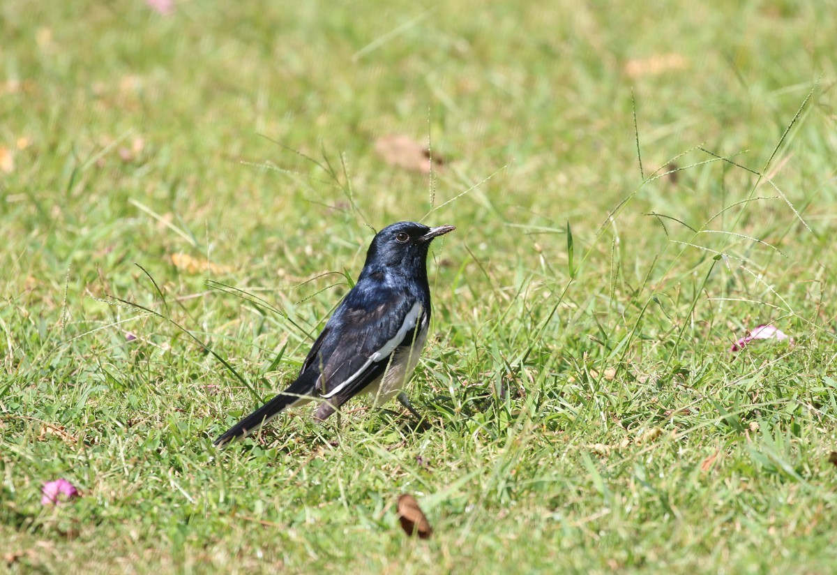 1103草坪上的小鸟