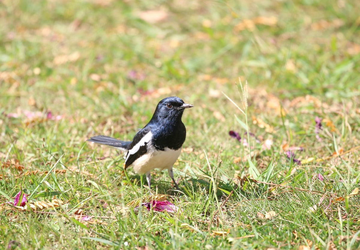 1103草坪上的小鸟