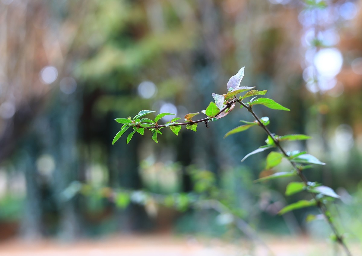 佳能rf28-70 2.8 傻逼绰绰的，八千多买了这个镜头，照片除了裁剪，原片直传