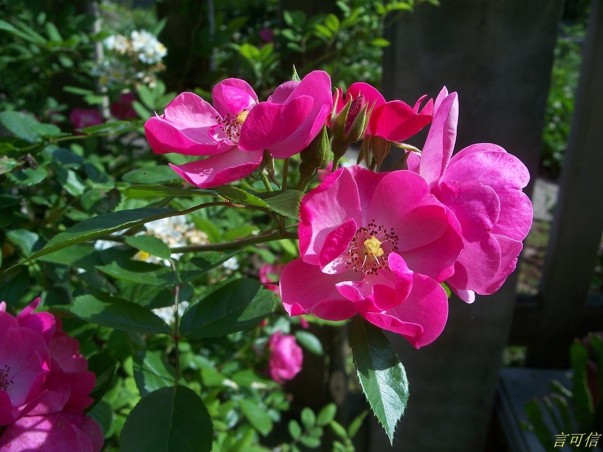 柯达老机C875的色彩