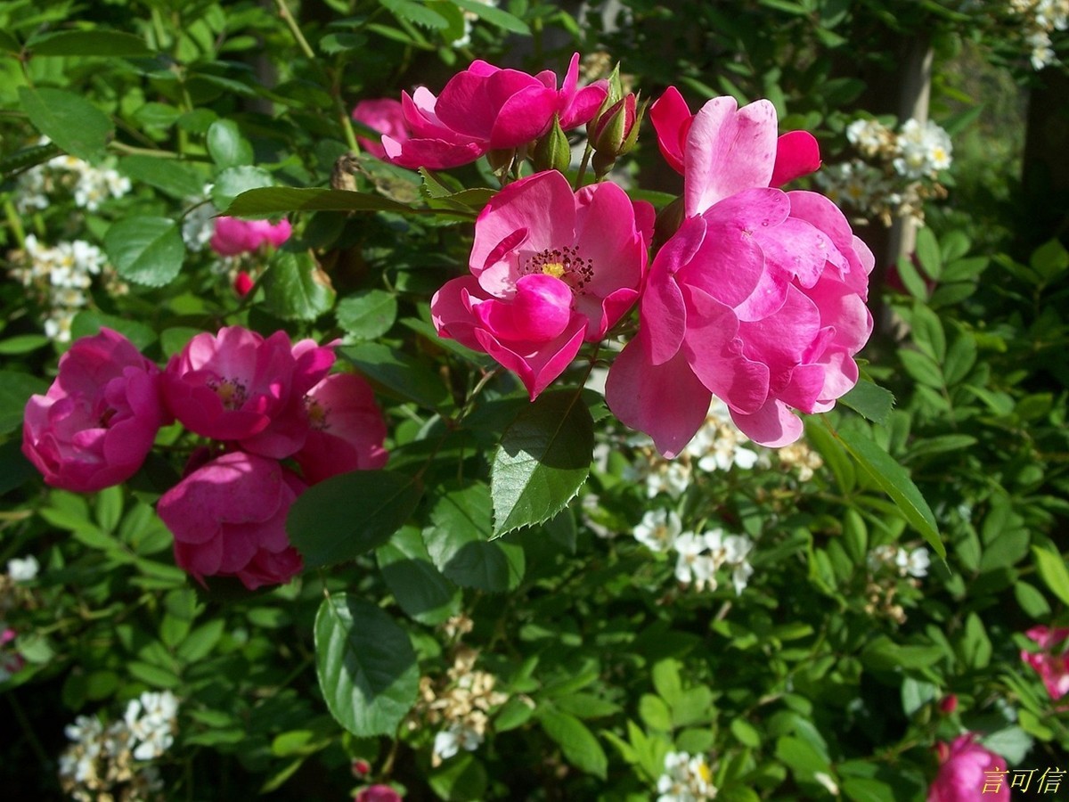 柯达老机C875的色彩