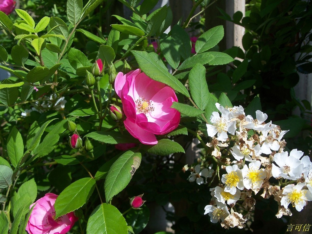 柯达老机C875的色彩