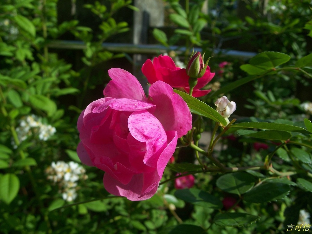 柯达老机C875的色彩