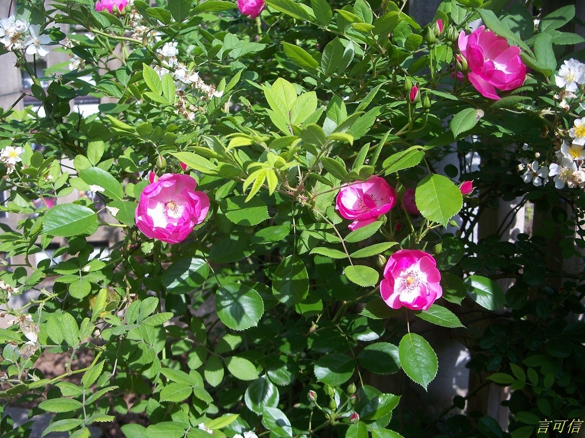 柯达老机C875的色彩