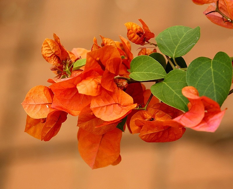 930【不老松：海南游摄纪实】临高长島兰湾的橙色三角梅!(1)