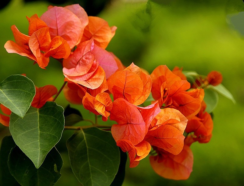 930【不老松：海南游摄纪实】临高长島兰湾的橙色三角梅!(1)