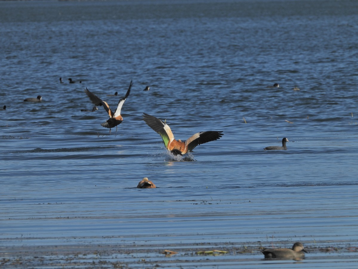 按耐不住超长焦的诱惑，双11剁手P1000 第二弹