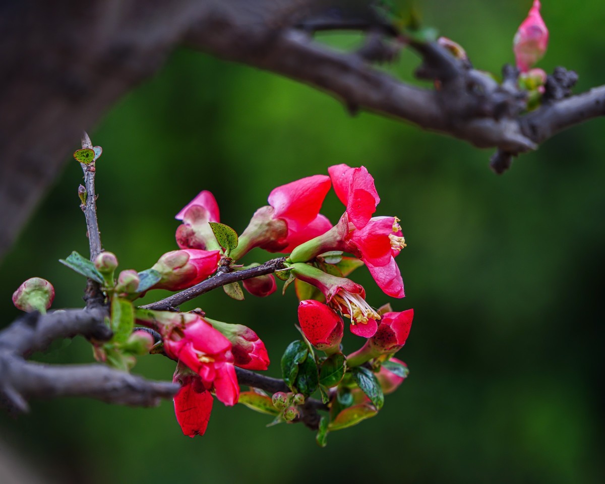 百花园（86）-----海棠绽放