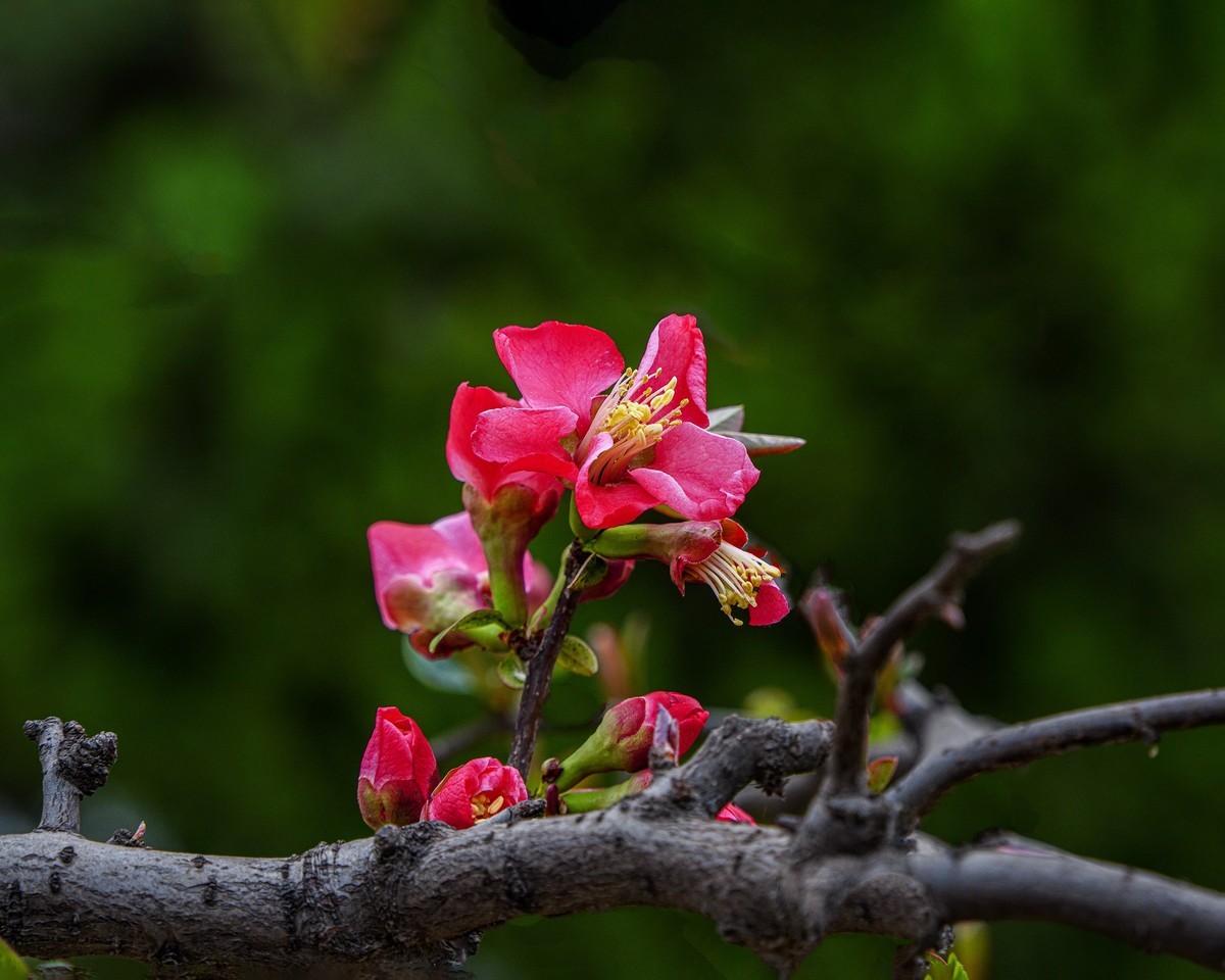 百花园（86）-----海棠绽放