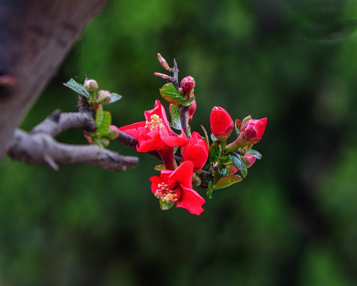 百花园（86）-----海棠绽放