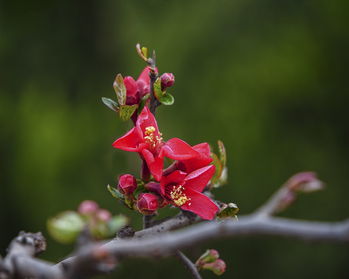 百花园（86）-----海棠绽放