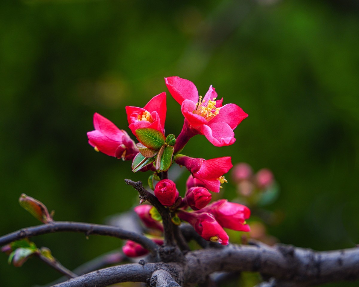 百花园（86）-----海棠绽放