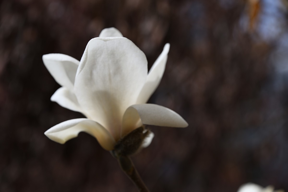 2023玉兰花（5）