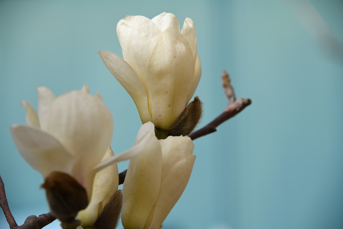 2023玉兰花（5）