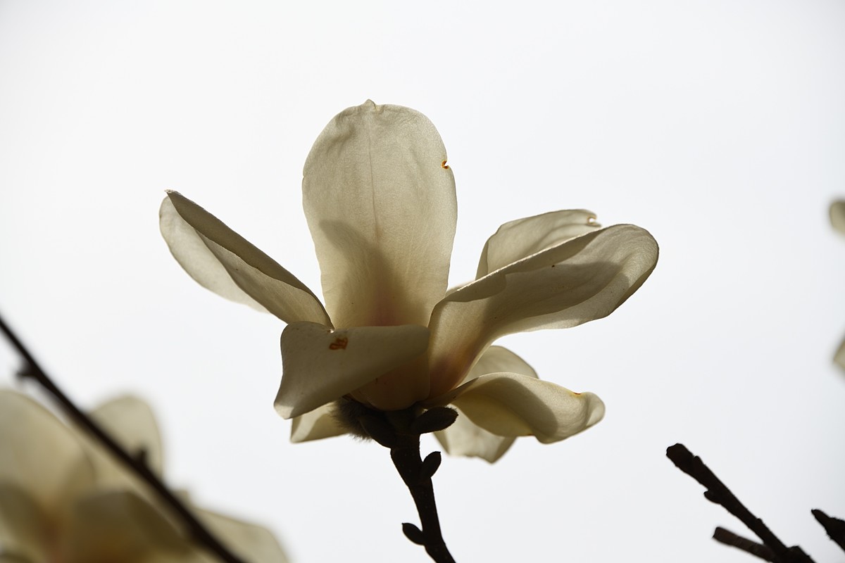 2023玉兰花（5）