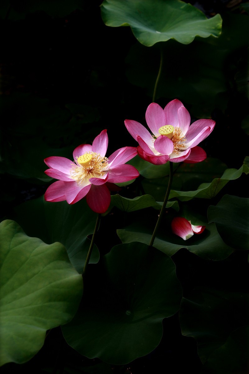 ╭*★*╯荷花╭*★*╯　