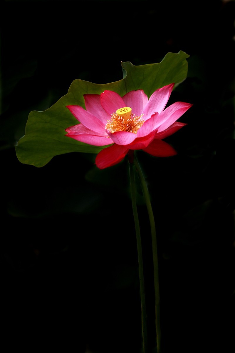 ╭*★*╯荷花╭*★*╯　