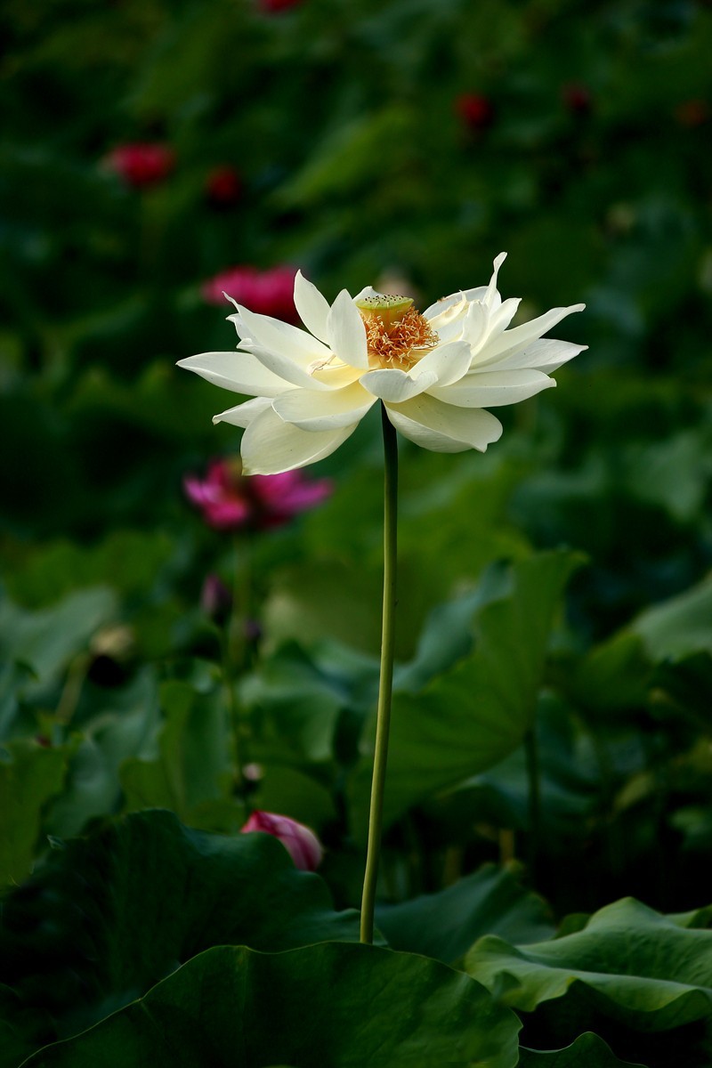 ╭*★*╯荷花╭*★*╯　