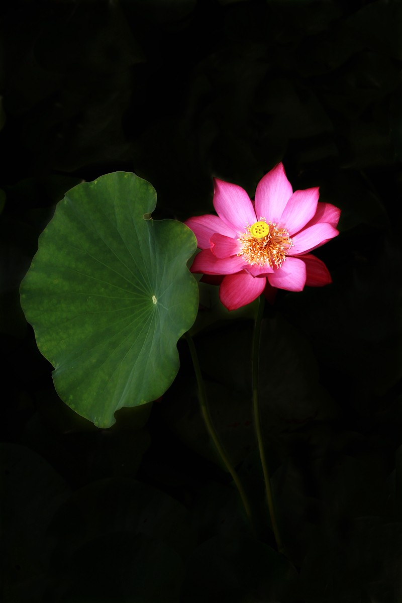 ╭*★*╯荷花╭*★*╯　