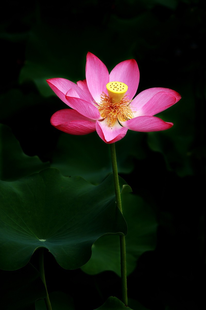 ╭*★*╯荷花╭*★*╯　