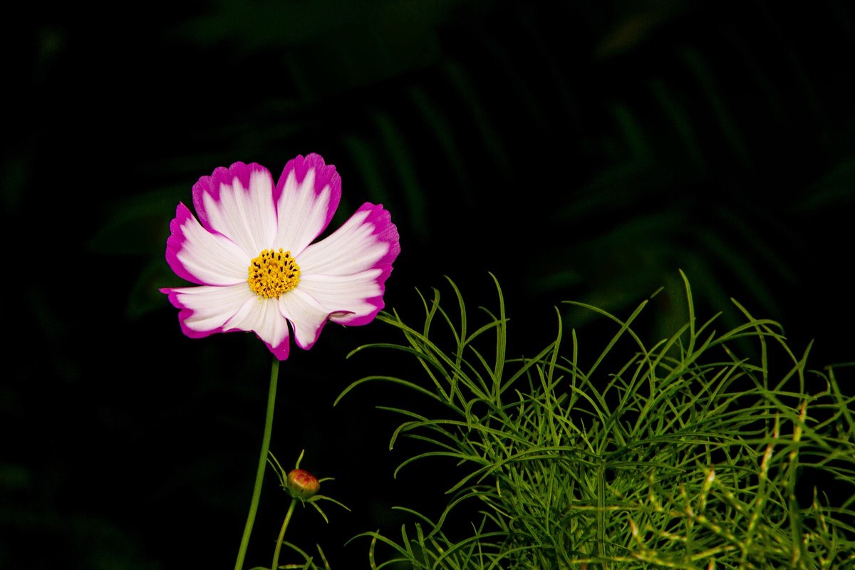 一组格桑花