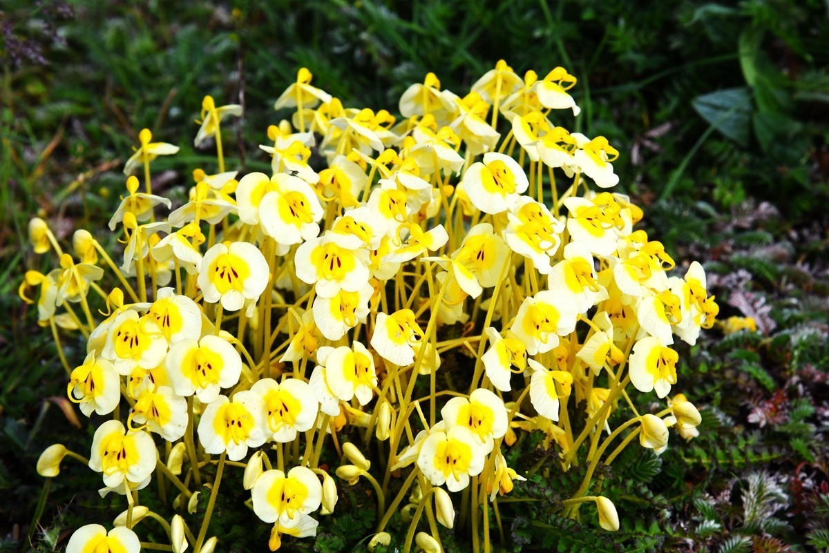 青海路途随拍【久治县】【5】