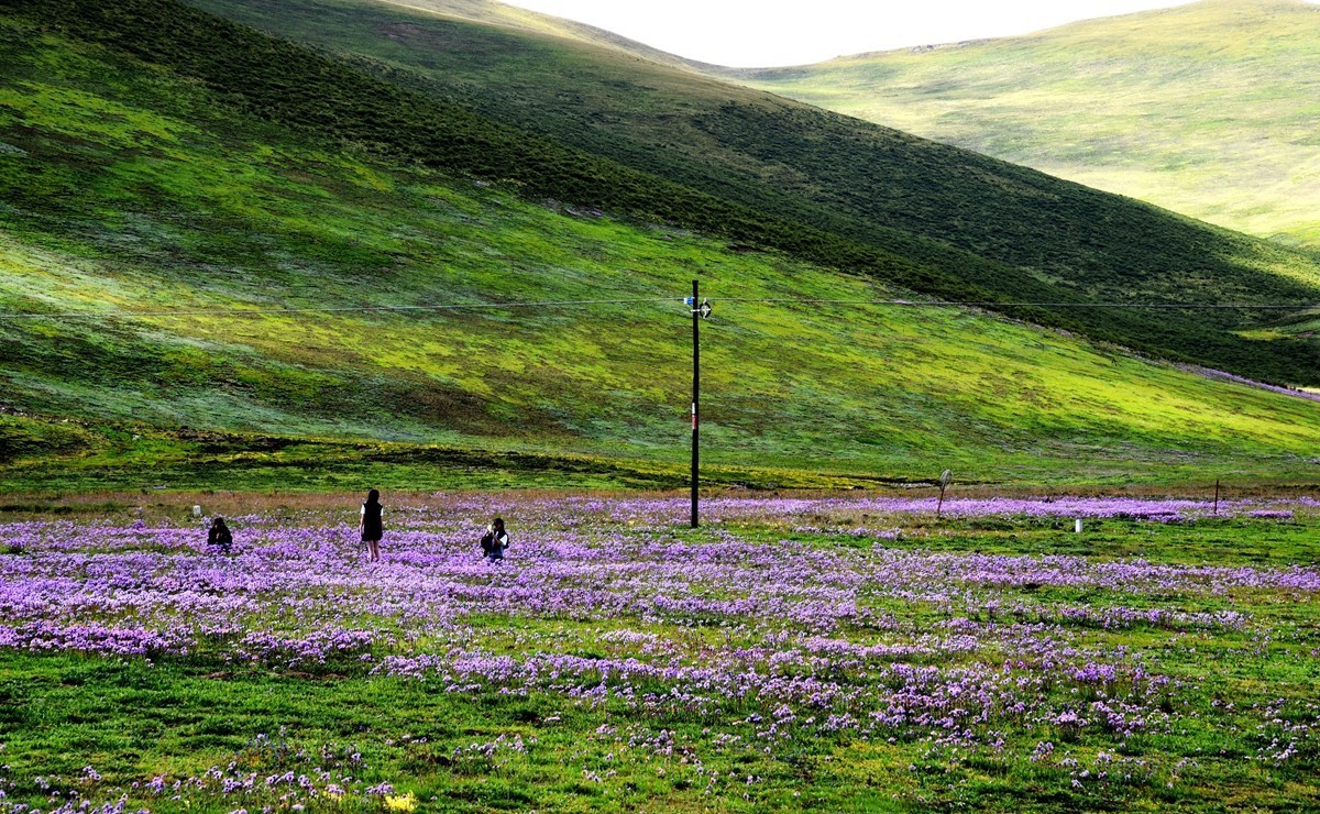 青海路途随拍【久治县】【5】