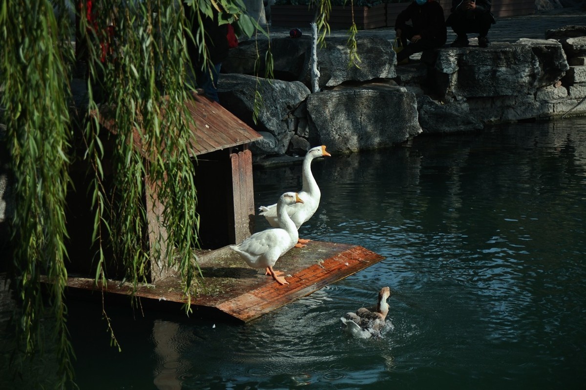 明湖百花洲——冬日水暖