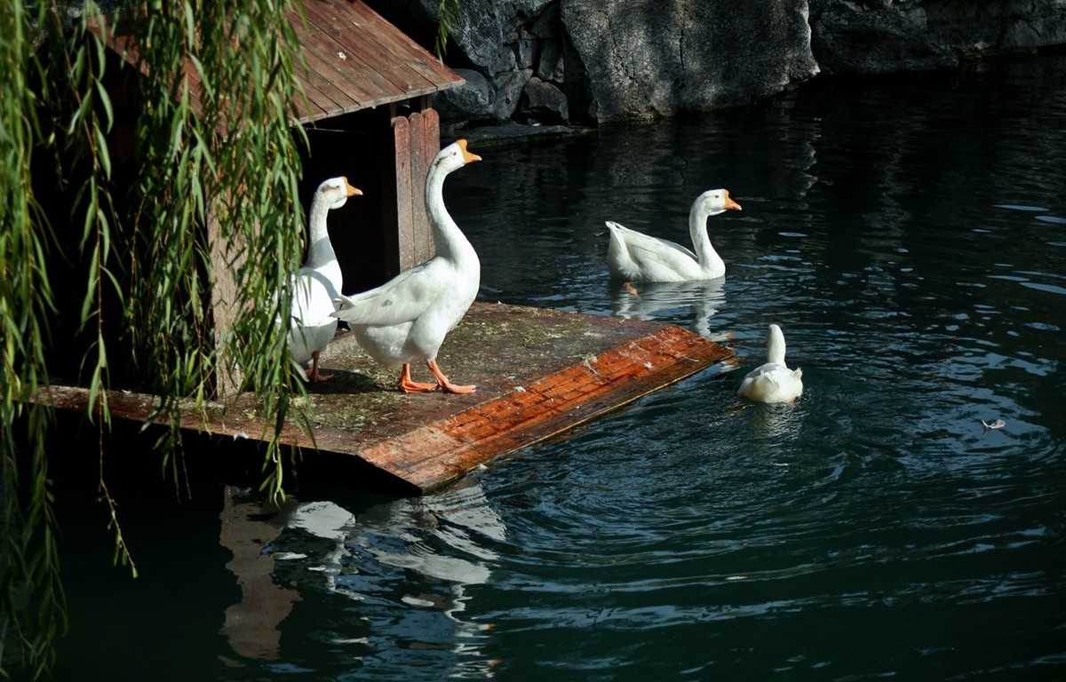 明湖百花洲——冬日水暖
