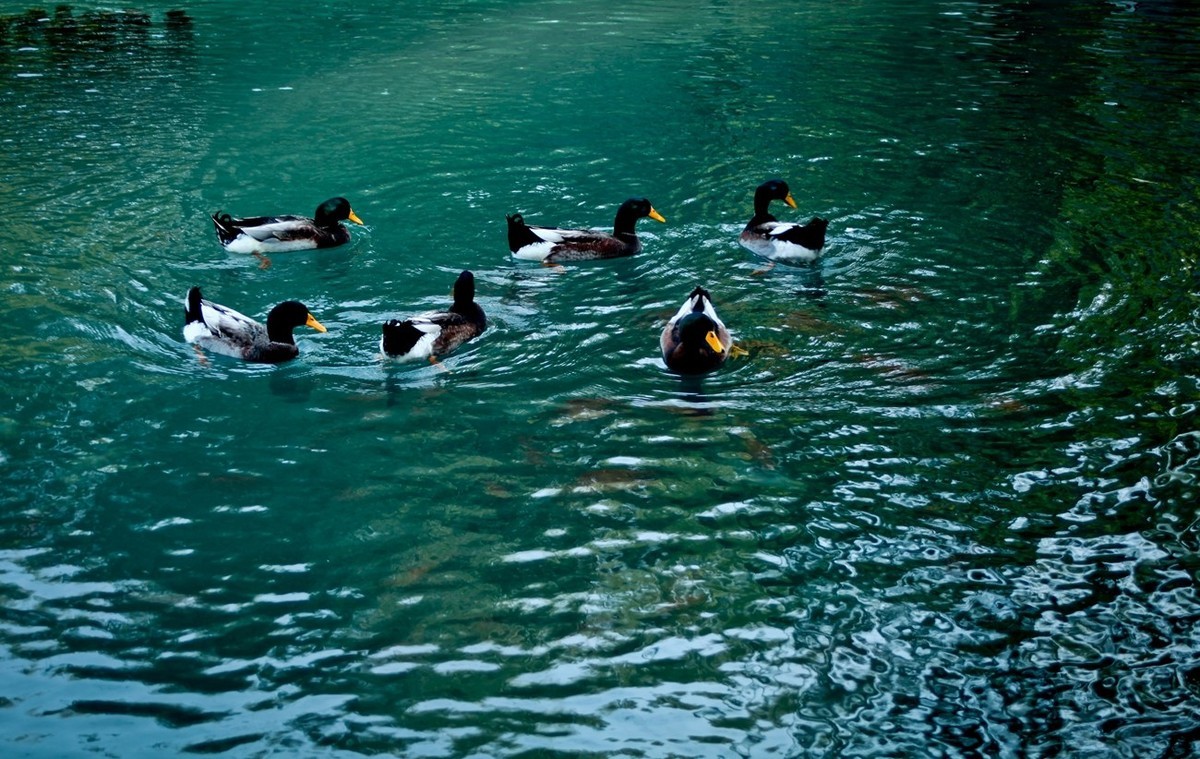 明湖百花洲——冬日水暖