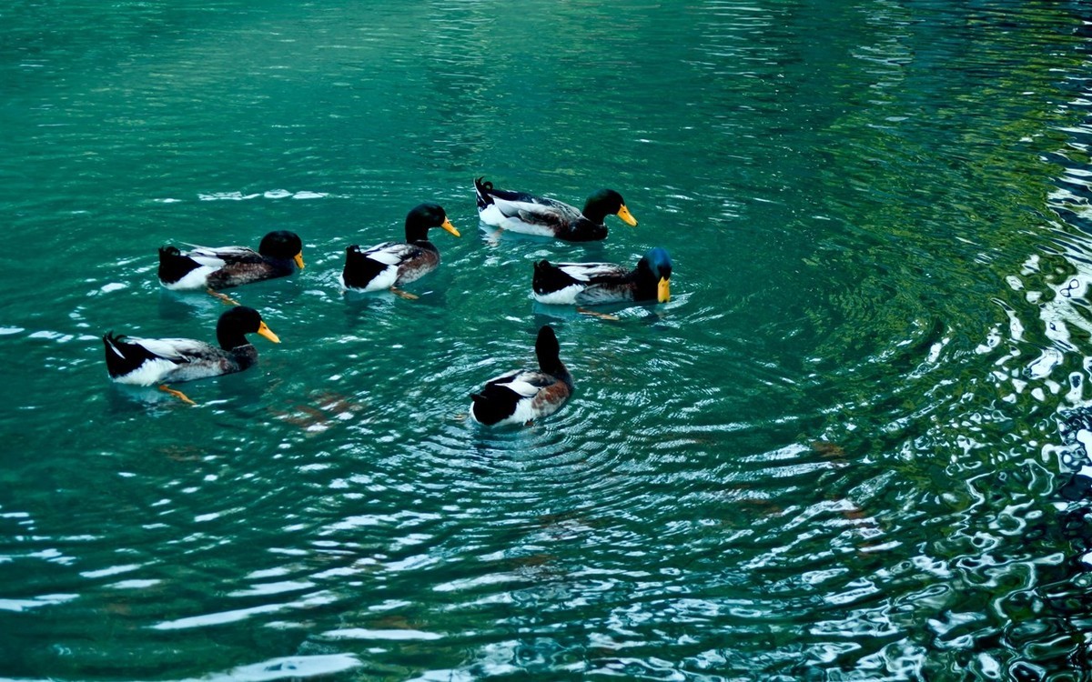 明湖百花洲——冬日水暖